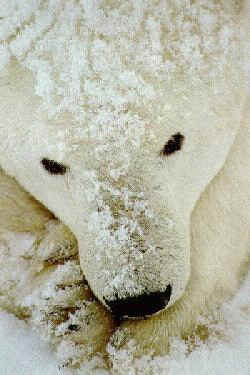 polar3.bmp (282054 bytes)