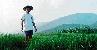 Rice fields