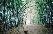Dad in bamboo field