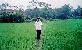 Dad in rice field