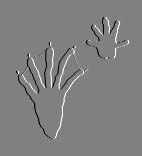 Beaver Prints!