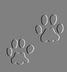 Bobcat Prints!