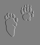 Skunk Prints!