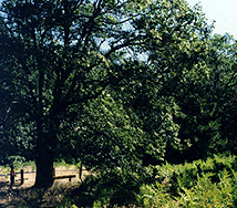 Arboretum Trail