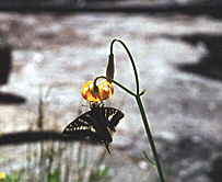 Swallowtail Butterfly