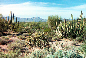 Typical desert vegetation in the monument