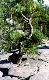 Top of the Postpile