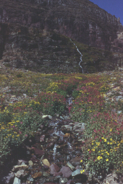 Monkeyflowers