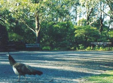 Brrrk, brrrk, brrrk! Pea hen, Mt York, Blue Mountains