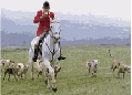 Foxhunting