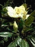Magnolia Blossom