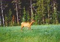 Elk