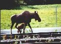 Moose and Baby
