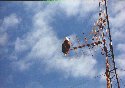 Eagle