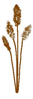 wheat