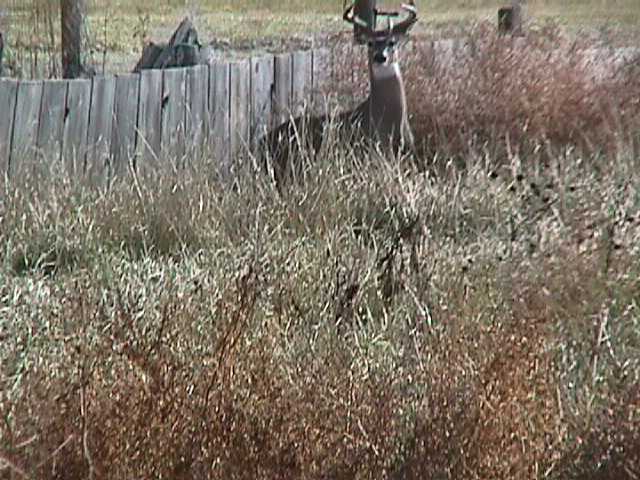 Deer taken with Digital Camera 1998