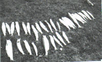 Salmon, Jack Salmon Trout 1970