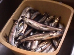 Smelt