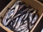 Smelt