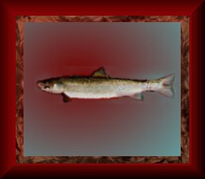 Trophy Brown I
