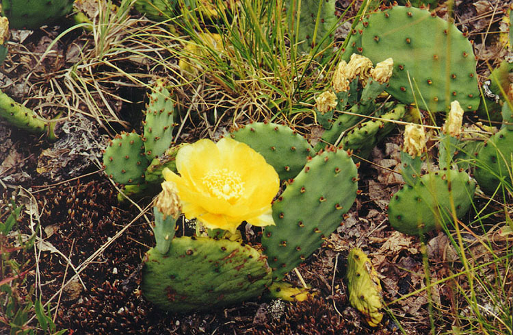 Prickly Pear Cactus