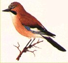 Ghiandaia