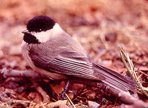 Chickadee