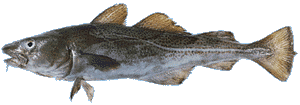 cod