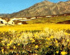 Death Valley in bloom