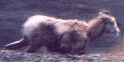 Mountain Goat