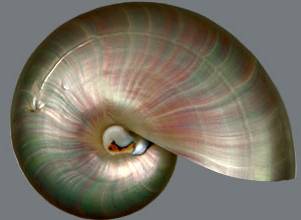 nautilus