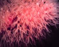 polyps