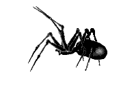 spider