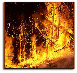 Forest fire