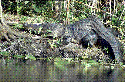 Art photo of a Alligator