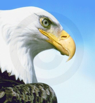 Photo of an Eagle Head