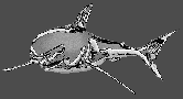 shark logo