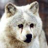 wolf image