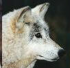 wolf image