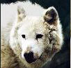 wolf image