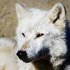 wolf image