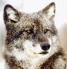 wolf image
