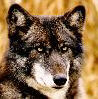 wolf image