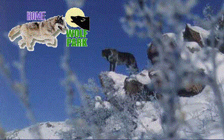 Photo of a wolf