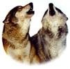 Wolves Image