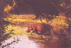 hippo.jpg (14929 bytes)
