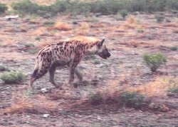 hyena.jpg (15821 bytes)
