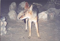 jackal.jpg (12746 bytes)