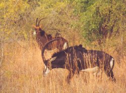 sable.jpg (16456 bytes)