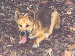 dingo.jpg (19057 bytes)